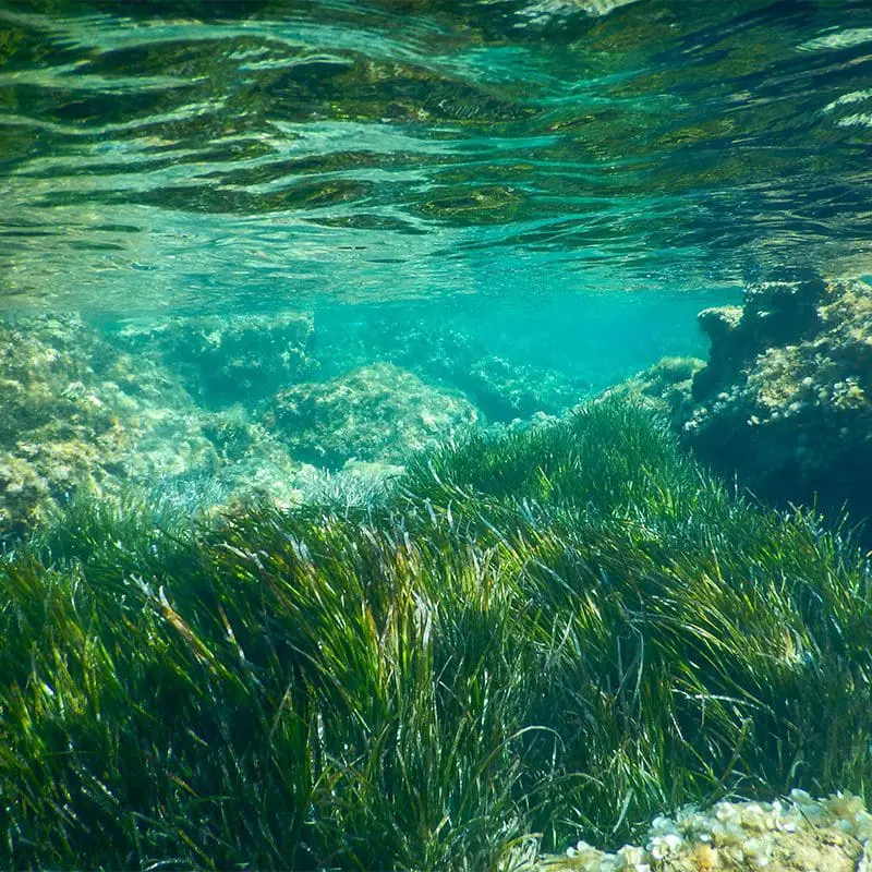 Vondom Save Posidonia