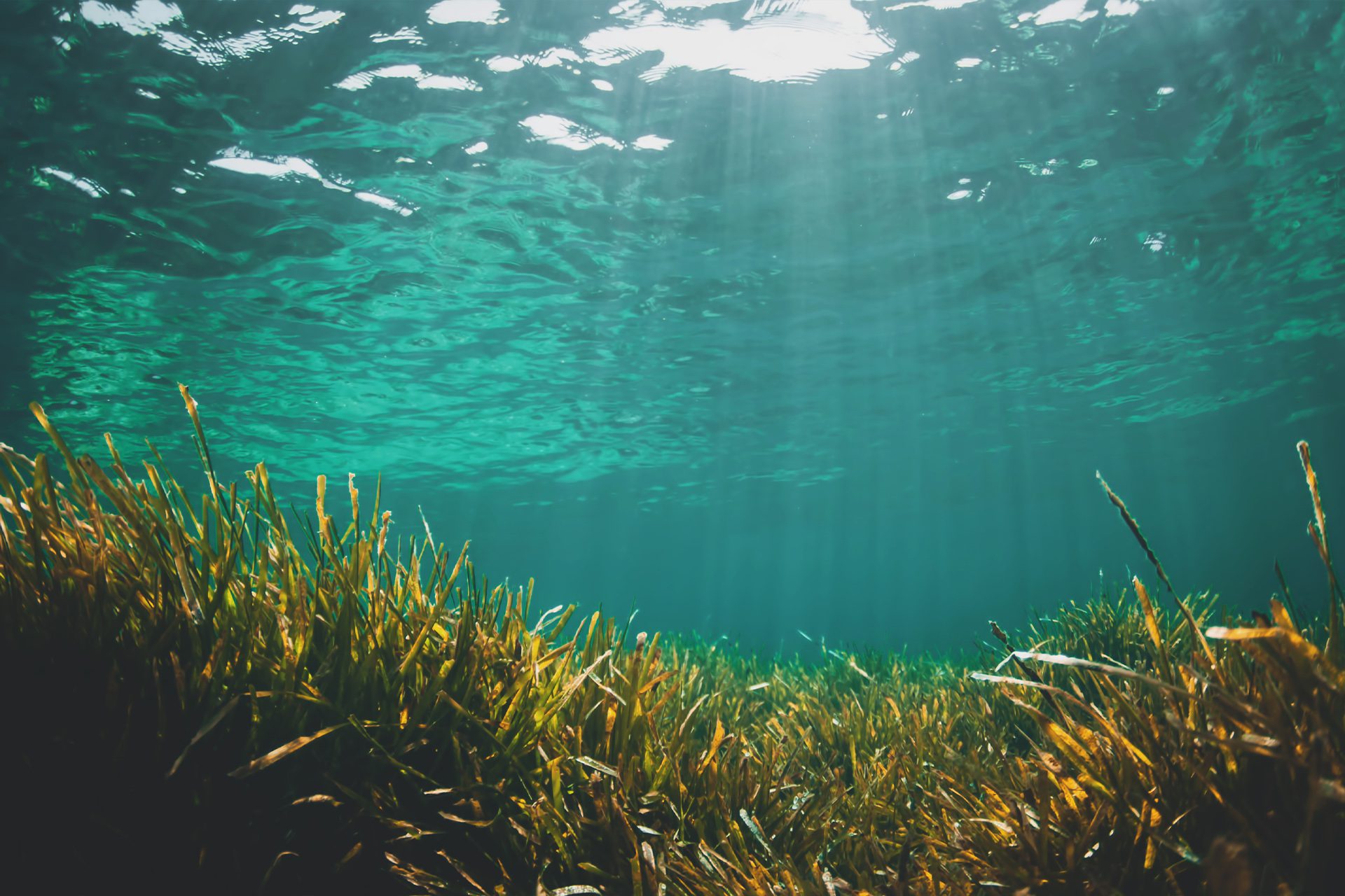 Save Posidonia